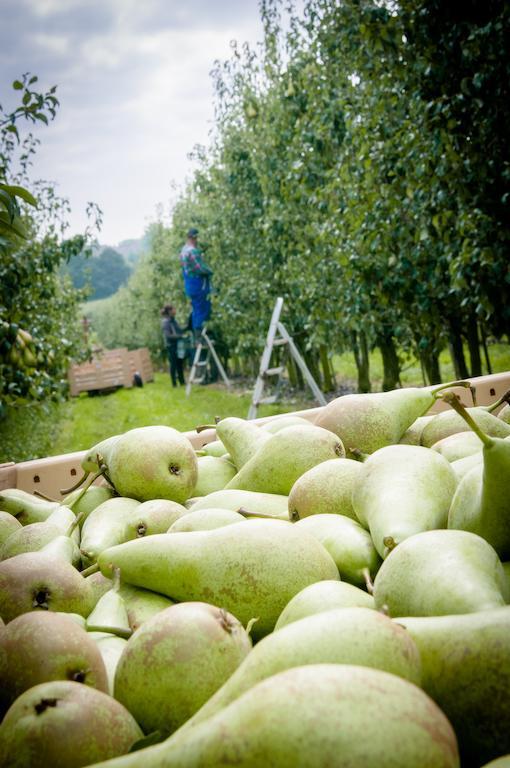 Hoeselt B&B De Fruithoeve المظهر الخارجي الصورة